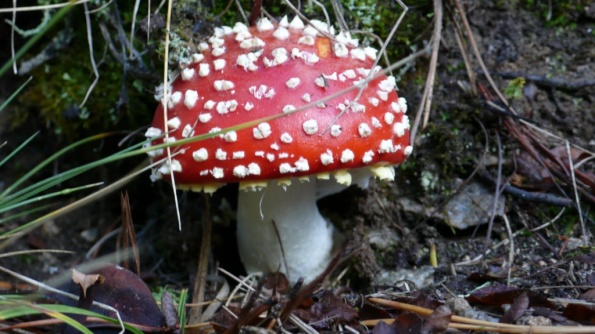 Amanita Muscaria [1024x768]