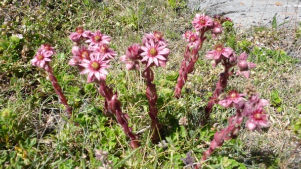 Sempervivum arachnoideum [1024x768]