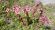 Sempervivum arachnoideum [1024x768]